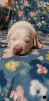 Princess Yue (black), a female Great Pyrenees for sale in Rosamond, CA – 3 of 6
