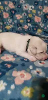 Toph (dark green)  Reserved, a female Great Pyrenees for sale in Rosamond, CA – 2 of 6