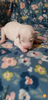 Aang (orange), a male Great Pyrenees for sale in Rosamond, CA – 1 of 5
