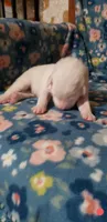 Zuko (red), a male Great Pyrenees for sale in Rosamond, CA – 2 of 6