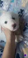Puppies on the way, a  Great Pyrenees for sale in Rosamond, CA – 3 of 8