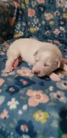 Toph (dark green)  Reserved, a female Great Pyrenees for sale in Rosamond, CA – 3 of 6