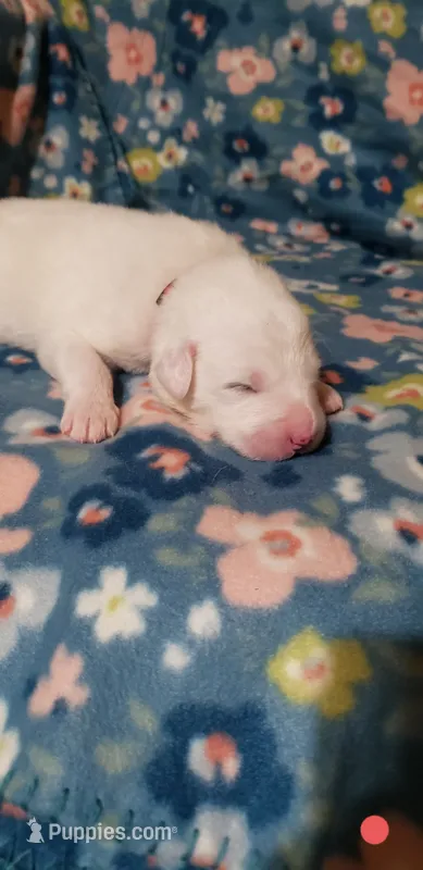 Zuko (red) – Great Pyrenees puppy for sale in Rosamond, CA