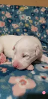 Tylee (pink), a female Great Pyrenees for sale in Rosamond, CA – 1 of 5