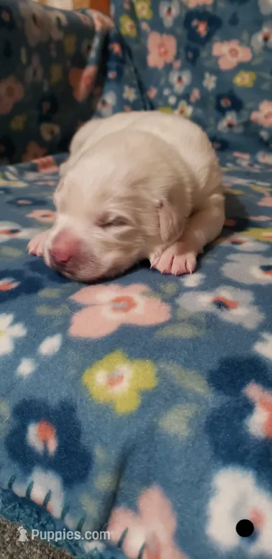 Princess Yue (black) – Great Pyrenees puppy for sale in Rosamond, CA