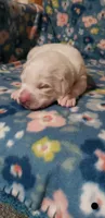 Princess Yue (black), a female Great Pyrenees for sale in Rosamond, CA – 1 of 6