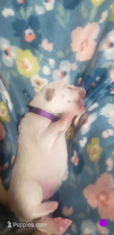 Katara (purple) – Great Pyrenees puppy for sale in Rosamond, CA