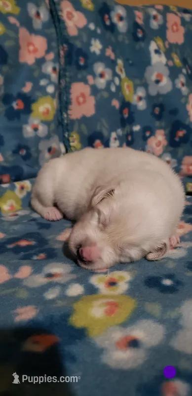 Katara (purple) – Great Pyrenees puppy for sale in Rosamond, CA