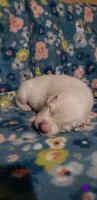 Katara (purple), a female Great Pyrenees for sale in Rosamond, CA – 2 of 9