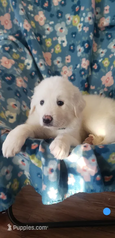 Sokka (light blue) – Great Pyrenees puppy on hold in Rosamond, CA