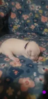 Katara (purple), a female Great Pyrenees for sale in Rosamond, CA – 2 of 6