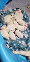 Katara (purple), a female Great Pyrenees for sale in Rosamond, CA – 5 of 6