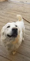 Puppies on the way, a  Great Pyrenees for sale in Rosamond, CA – 8 of 8