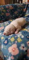 Princess Yue (black), a female Great Pyrenees for sale in Rosamond, CA – 2 of 6