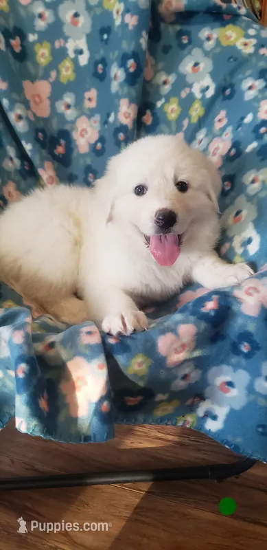 Toph (dark green)  – Great Pyrenees puppy on hold in Rosamond, CA