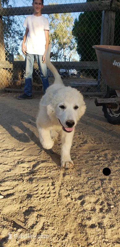 Princess Yue (black) – Great Pyrenees puppy for sale in Rosamond, CA