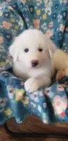 Zuko (red), a male Great Pyrenees for sale in Rosamond, CA – 1 of 7