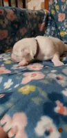 Appa (brown), a female Great Pyrenees for sale in Rosamond, CA – 2 of 5
