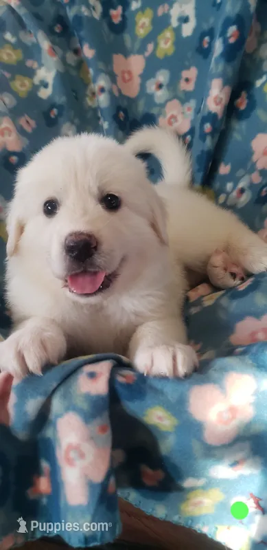 Suki (light green) – Great Pyrenees puppy on hold in Rosamond, CA