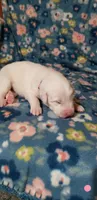 Tylee (pink), a female Great Pyrenees for sale in Rosamond, CA – 2 of 5