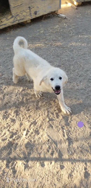 Katara (purple) – Great Pyrenees puppy for sale in Rosamond, CA