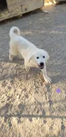 Katara (purple), a female Great Pyrenees for sale in Rosamond, CA – 1 of 10