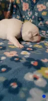 Azula (dark blue), a female Great Pyrenees for sale in Rosamond, CA – 3 of 5