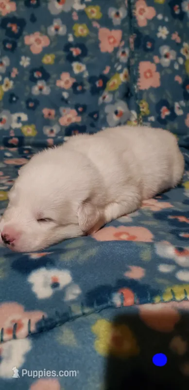 Azula (dark blue) – Great Pyrenees puppy for sale in Rosamond, CA