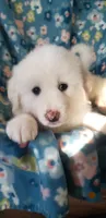 Appa (brown), a female Great Pyrenees for sale in Rosamond, CA – 1 of 7