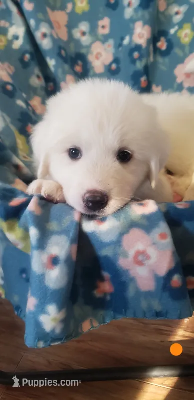 Aang (orange) – Great Pyrenees puppy on hold in Rosamond, CA