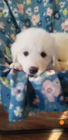 Aang (orange), a male Great Pyrenees for sale in Rosamond, CA – 1 of 6