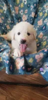 Katara (purple), a female Great Pyrenees for sale in Rosamond, CA – 1 of 9