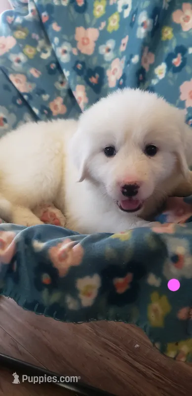 Tylee (pink) – Great Pyrenees puppy on hold in Rosamond, CA
