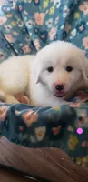 Tylee (pink), a female Great Pyrenees for sale in Rosamond, CA – 1 of 6