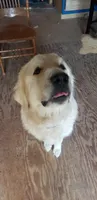 Puppies on the way, a  Great Pyrenees for sale in Rosamond, CA – 7 of 8