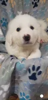 Puppies on the way, a  Great Pyrenees for sale in Rosamond, CA – 2 of 8