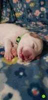 Suki (light green), a female Great Pyrenees for sale in Rosamond, CA – 2 of 5