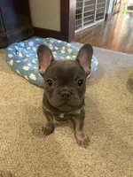 male , a male French Bulldog for sale in Colbert, WA – 1 of 2