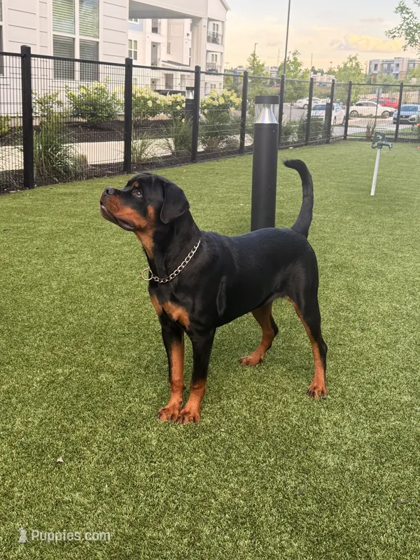 Roxy – Rottweiler puppy for sale in Antioch, TN