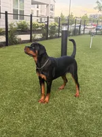 Roxy, a female Rottweiler for sale in Antioch, TN – 1 of 1