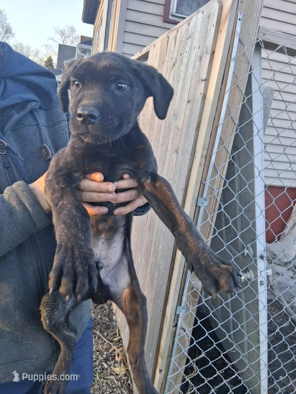 N/A – Cane Corso puppy for sale in Orland Park, IL