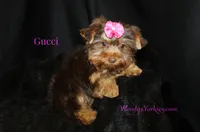 Jake, a male Yorkshire Terrier for sale in Powderly, TX – 5 of 6