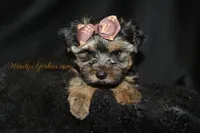 Jake, a male Yorkshire Terrier for sale in Powderly, TX – 3 of 6