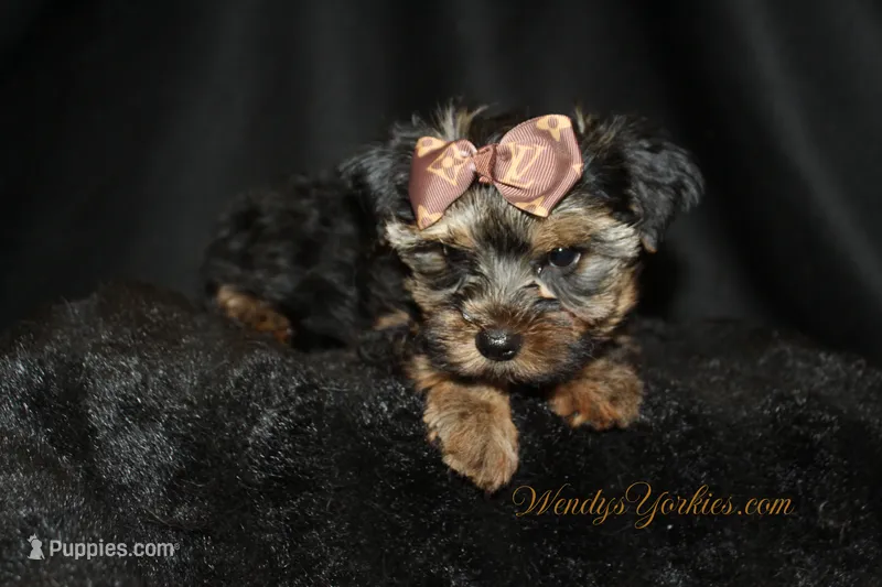 Jake – Yorkshire Terrier puppy for sale in Powderly, TX
