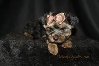 Jake, a male Yorkshire Terrier for sale in Powderly, TX – 1 of 6