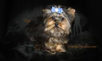 Jake, a male Yorkshire Terrier for sale in Powderly, TX – 6 of 6