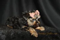 Jake, a male Yorkshire Terrier for sale in Powderly, TX – 4 of 6