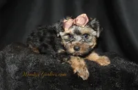 Jake, a male Yorkshire Terrier for sale in Powderly, TX – 2 of 6