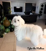 Tyler, a male Maltese for sale in Orlando, FL – Photo 4 of 4