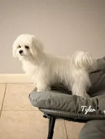 Tyler, a male Maltese for sale in Orlando, FL – Photo 2 of 4
